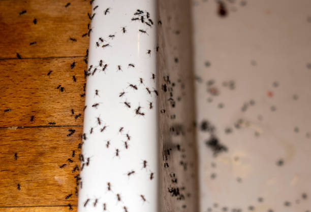 Best Rat Extermination Near Me  in Gautier, MS